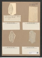 Navicula bullata Norman. (de-Toni-Nr.: Genus 1, Species 341) Zeichnungen Sammlung Grunow Nr. 785 (NHMW-BOT-W0367196)